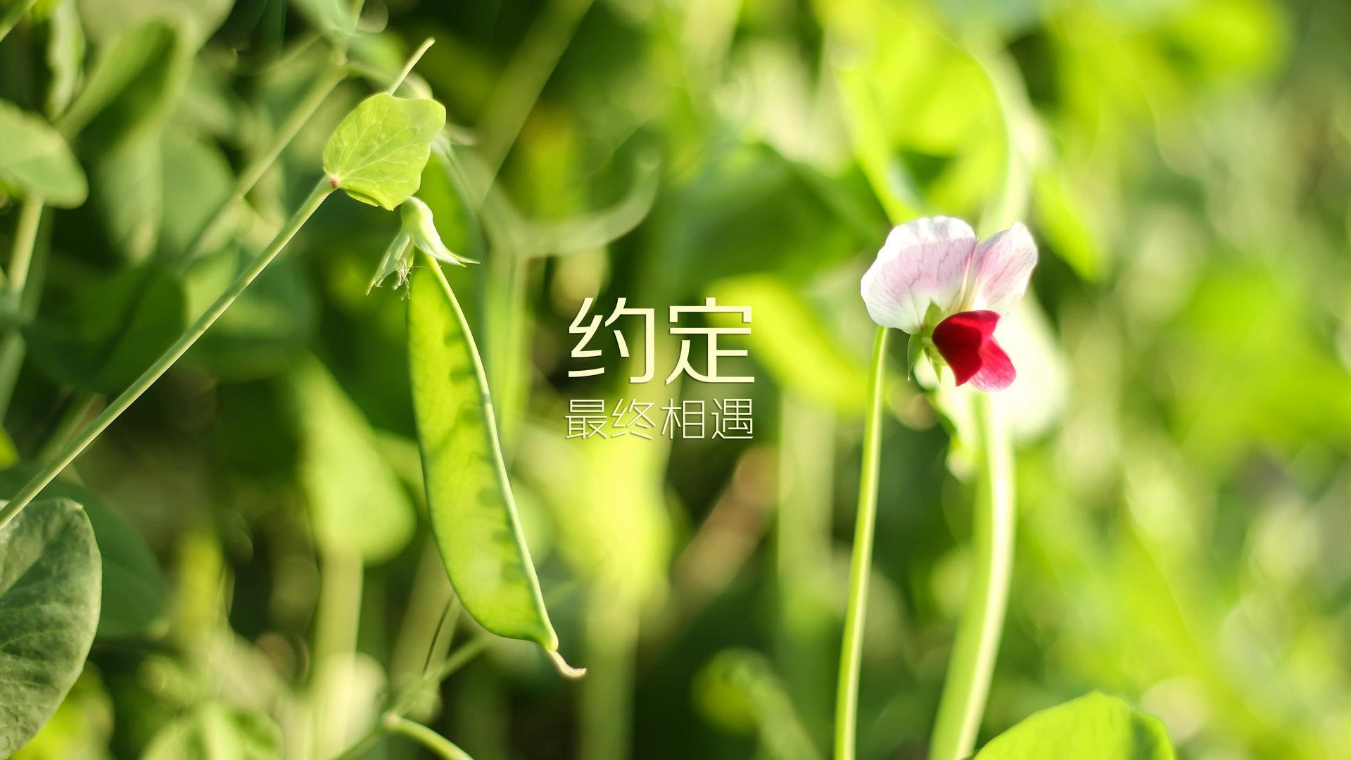 足球裁判数字证书系统试运行效果良好，足球裁判证查询系统